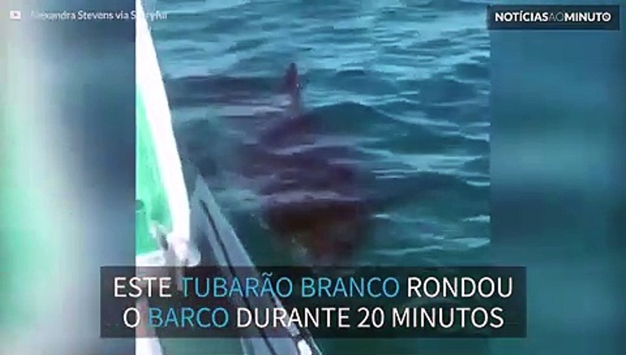 Tubarão de 5 metros persegue tripulantes de barco