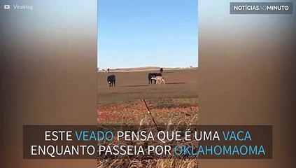 Veado confuso pensa que é uma vaca