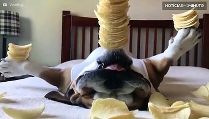 O buldogue com mais equilíbrio de todos!