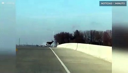 Veados cruzam rodovia e saltam de elevado