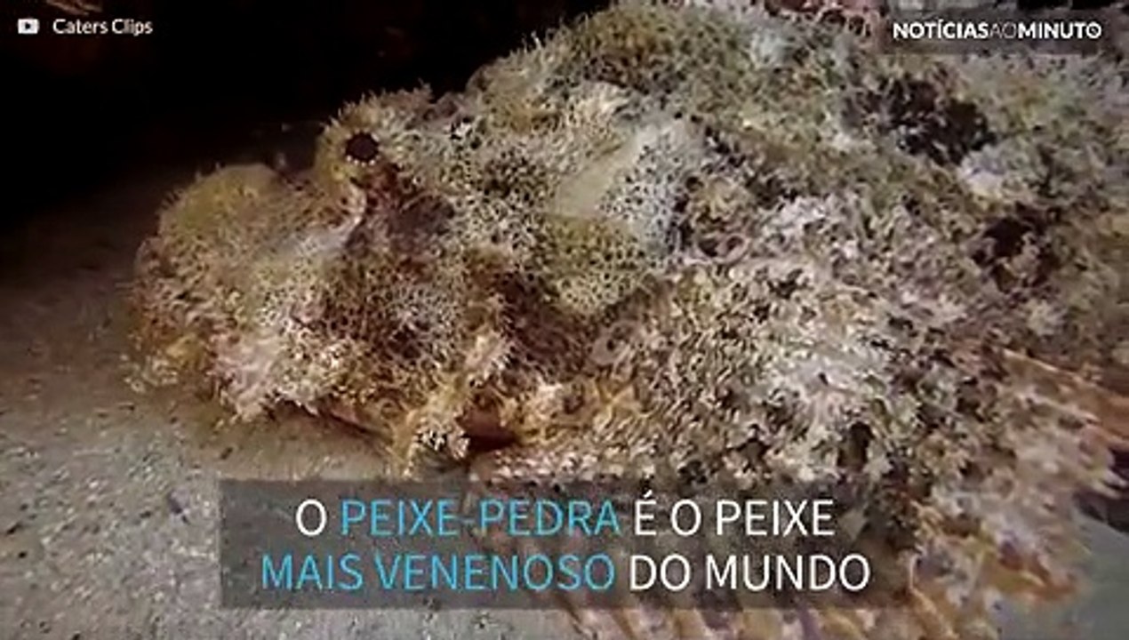 Peixe-pedra, o peixe mais venenoso do mundo!