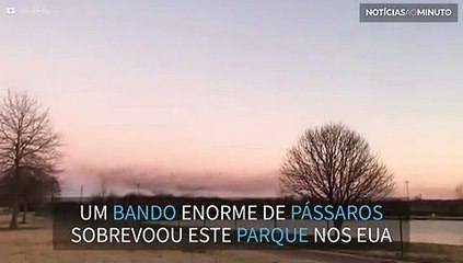 Enorme bando de pássaros sobrevoa fazenda nos EUA