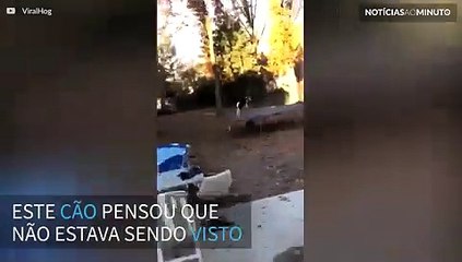 Flagrante! Cão se diverte em cama elástica, mas tenta disfarçar