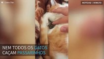 Gato adota passarinho abandonado e formam uma amizade inusitada