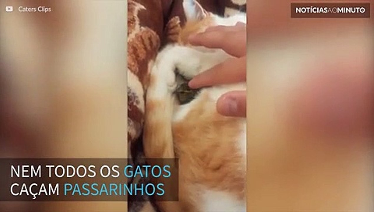 Gato adota passarinho abandonado e formam uma amizade inusitada