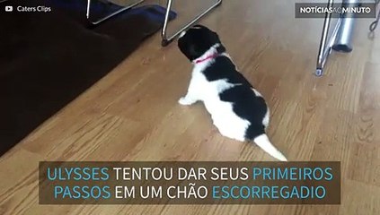 Cãozinho filhote tenta ficar em pé em chão escorregadio