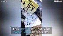 Coruja presa em para-choque de carro é resgatada
