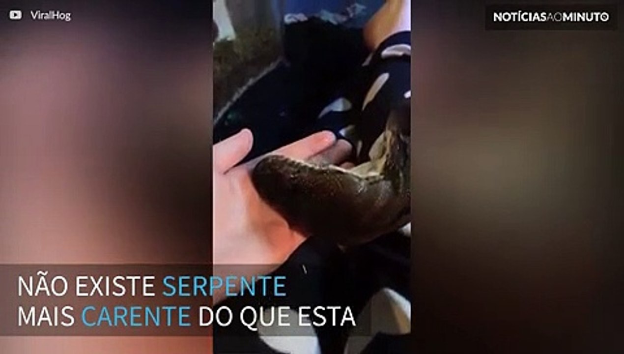 Conheça a cobra mais carente de todas