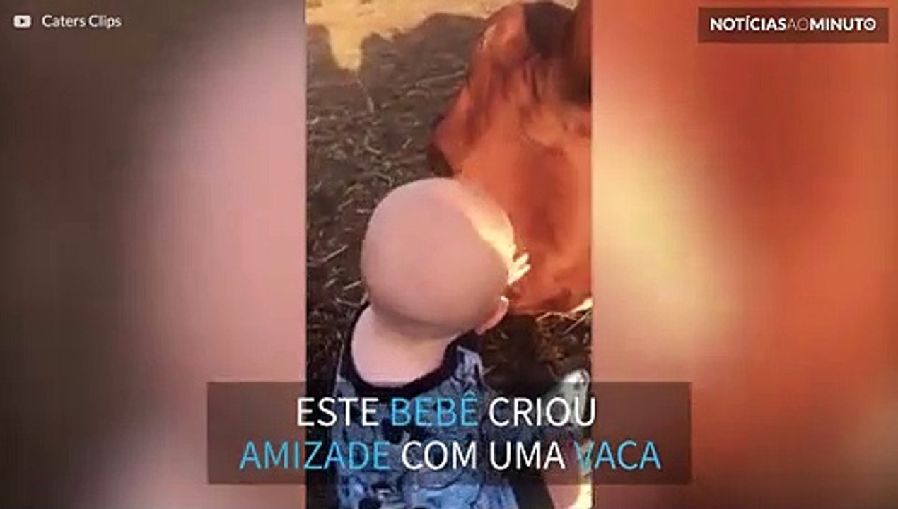 Bebê faz amizade com vaca