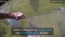 Peixe gigante pega comida da mão de homem