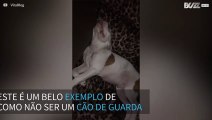 O cão de guarda menos confiável de todos