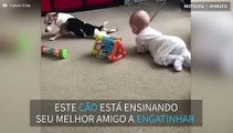 Cão tenta ensinar bebê a engatinhar