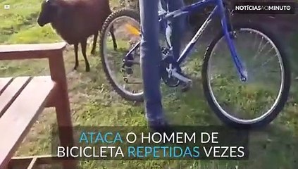 Bode tem ataque de fúria e ataca ciclista