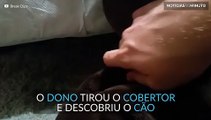 Cachorro é encontrado pelo dono embaixo do sofá e tem reação surpreendente