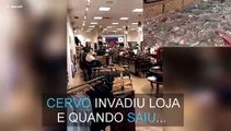 Cervo invade loja e esmaga vitrine