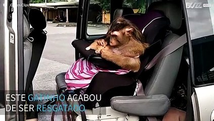 Macaco forma bela amizade com um gatinho