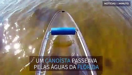 Golfinho simpático cumprimenta canoísta na Flórida