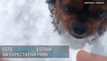 Cão é iludido pelo dono ao tentar pegar bolas de neve