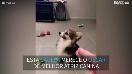 Esta cadela é uma ótima atriz!