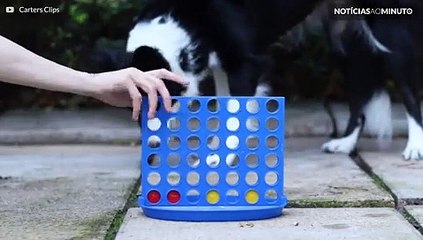 Este cão tem talento para jogar 4 em linha