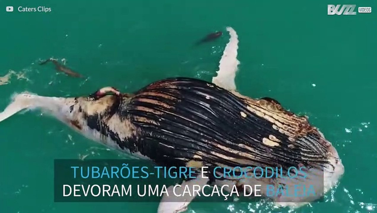 Tubarões e crocodilos comem carcaça de baleia-jubarte