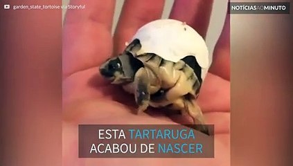 Tartarga recém-nascida não consegue se livrar totalmente do ovo