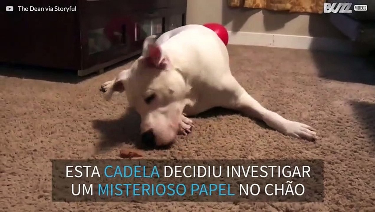 Pitbull reage de maneira hilária a pedaço de papelão