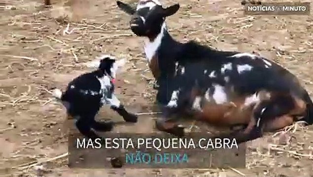 Filhote de cabra saltitante irrita outros animais