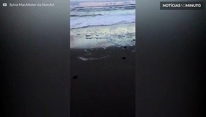 Filhotes de tartaruga seguem para o mar em praia na Flórida
