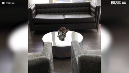 Gato fica confuso com reflexo na mesa