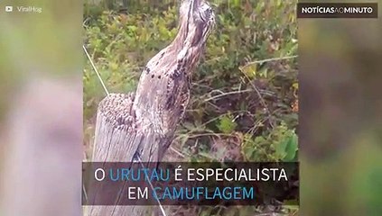 Conheça o Urutau, a ave brasileira ninja em camuflagem