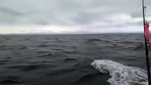 Espectacular: avistamiento de ballenas orcas en el Golfo de Tribugá.