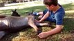 Cangurus: a saltitante vida dos animais mais queridos da Austrália