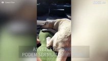 Cão se irrita com dona e se joga em piscina