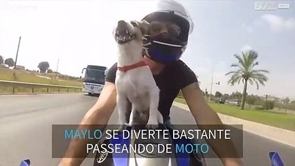 Cão adora andar de mota com o seu dono