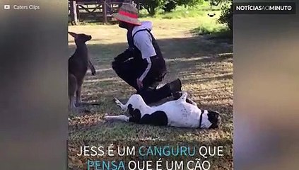 Conheça Jess, o canguru que pensa que é um cão