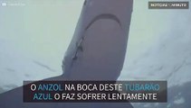 Tubarão azul é torturado de forma cruel nos Açores