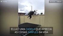 Cadela acrobata salta em trampolim durante horas