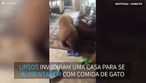 Ursos invadem casa para roubar a comida dos gatos