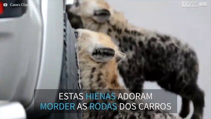 Hienas exploram carros de turistas na África do Sul