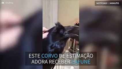 Corvo de estimação adora cafuné