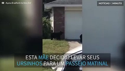 Família de ursos passeia pelos subúrbios nos EUA