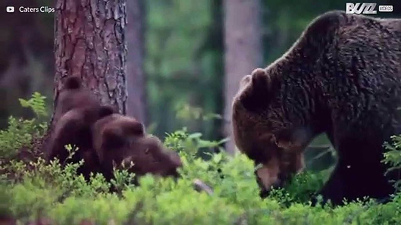 Ataque de fofura! Filhotes adoráveis de urso brincam de lutinha
