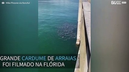 Cardume gigante de arraias é visto na Flórida