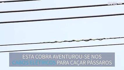 Скачать видео: Cobra tenta caçar pássaros em cabos elétricos