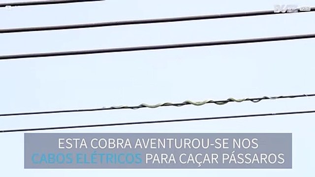 Cobra tenta caçar pássaros em cabos elétricos