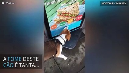 Cão tenta comer sanduíche em anúncio