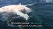 Oito tubarões-tigre devoram carcaça de baleia