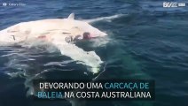Oito tubarões-tigre devoram carcaça de baleia