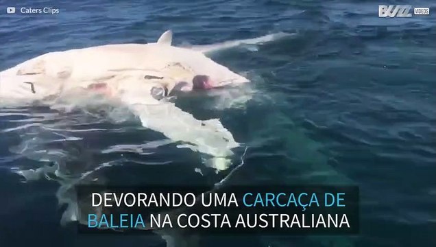 Oito tubarões-tigre devoram carcaça de baleia